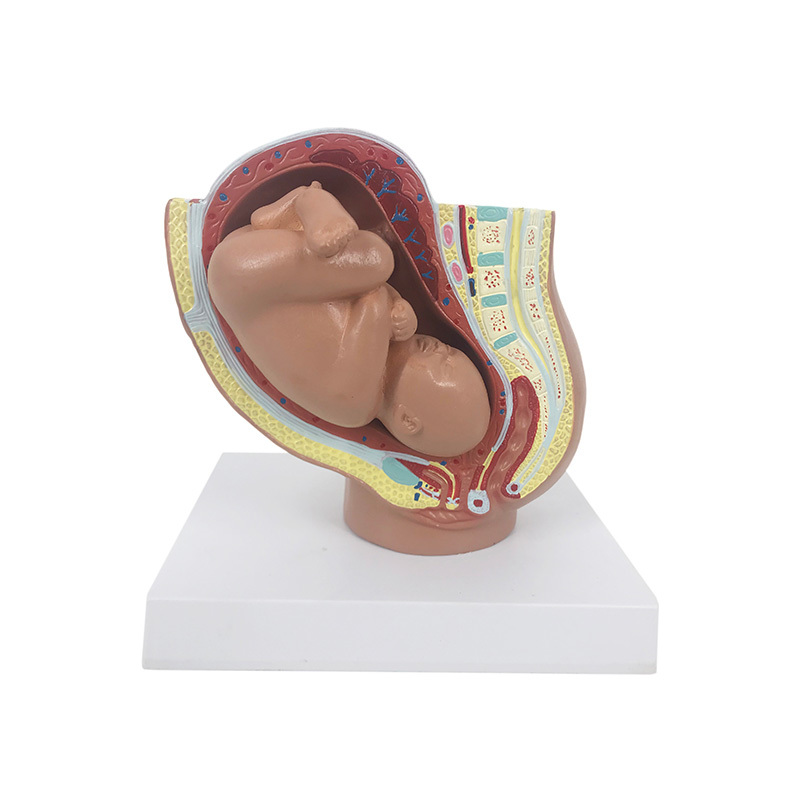 YA/HB051A Mini Pelvis Model with Foetus