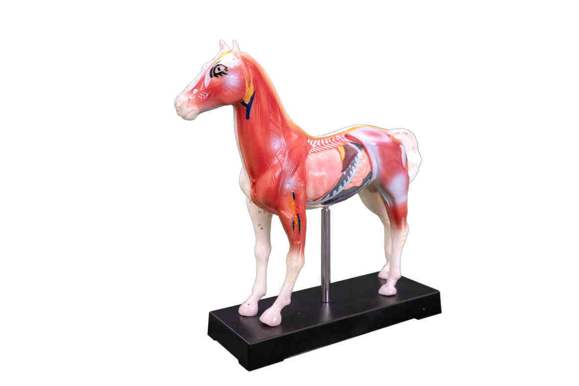 YA/Z035 Acupuncture Horse