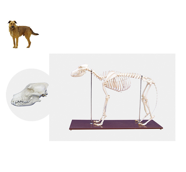 YA/BB103 Dog Skeleton Specimen