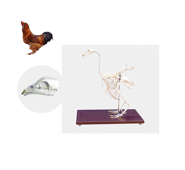 YA/BB101 Chicken Skeleton Specimen
