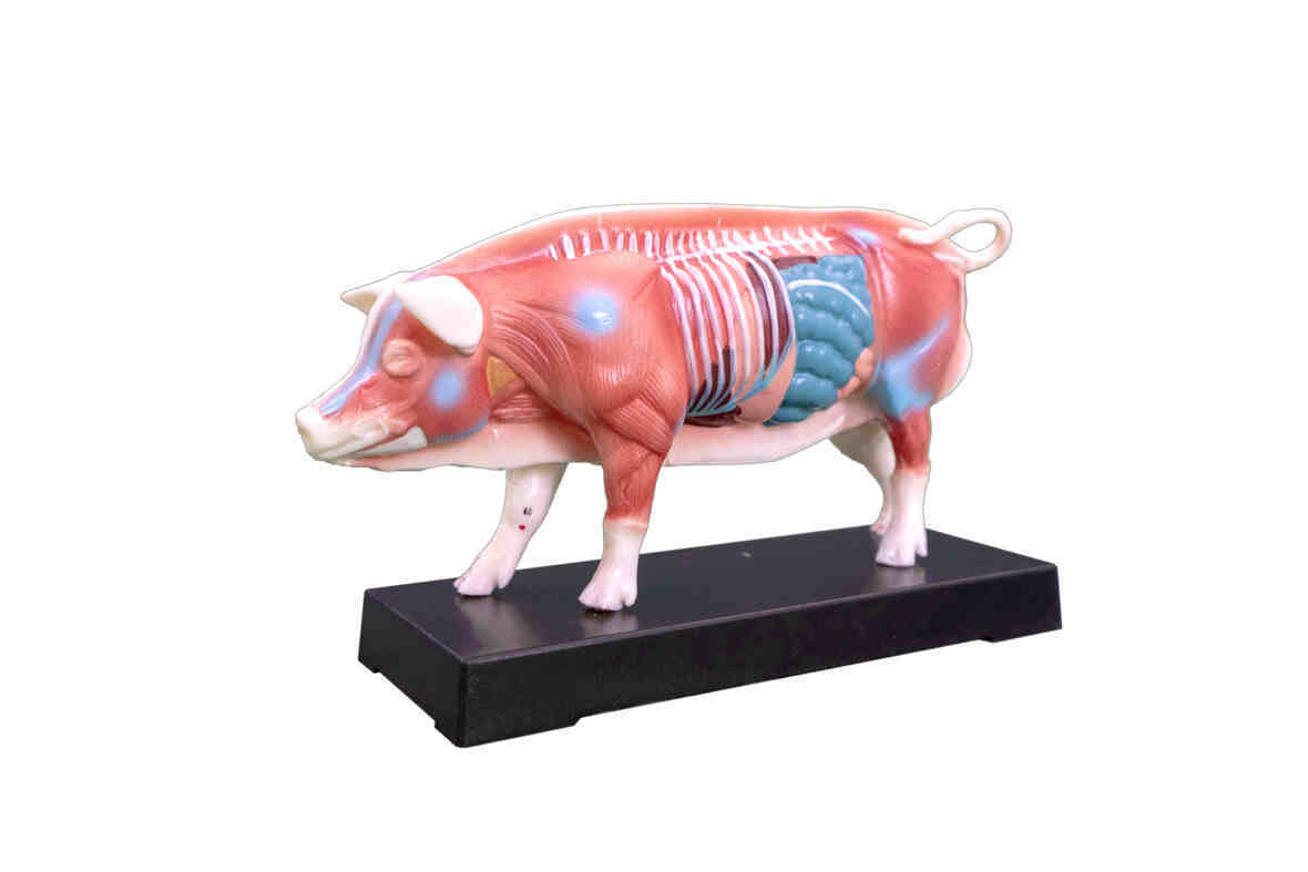 YA/Z033 Acupuncture Pig