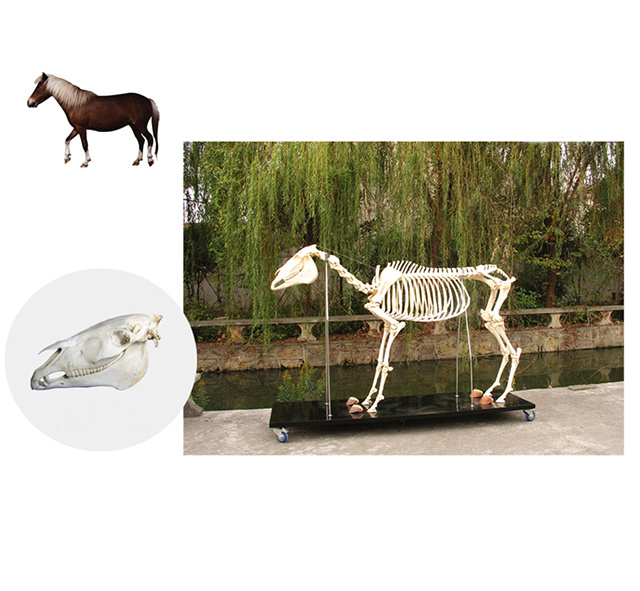 YA/BB107 Horse Skeleton Specimen