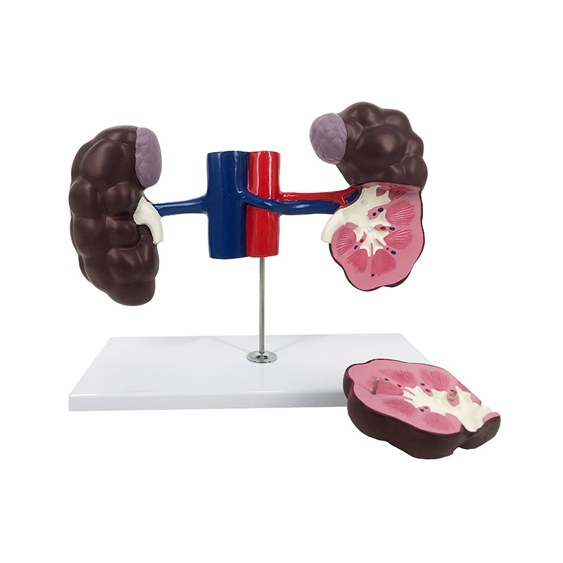 YA/B028-2 Cow Kidney Model
