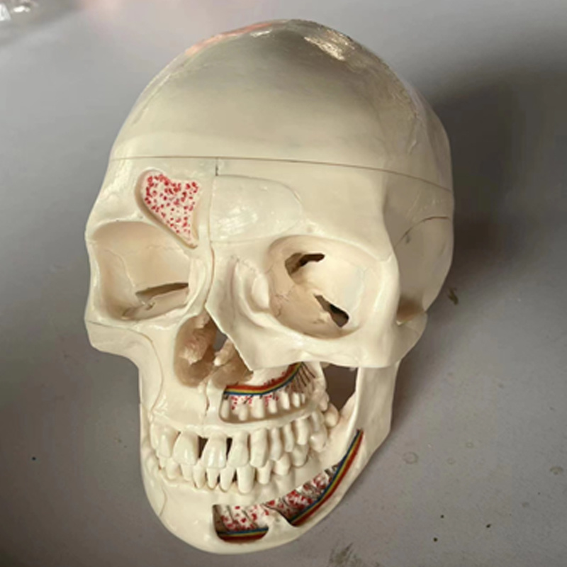 Skull Model