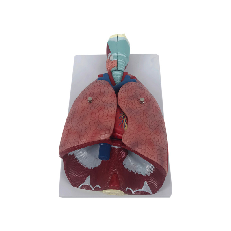 YA/R011 Lung Anatomy Model With Larynx (7 Parts)