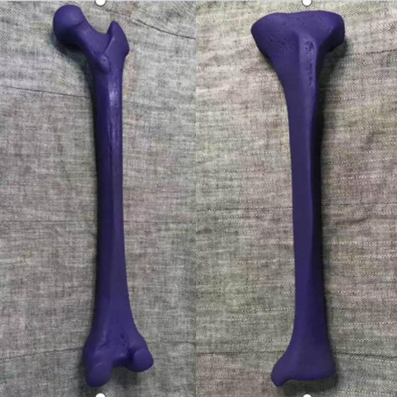 CT Imaging of Knee Joint Practice Model with Collateral Ligament