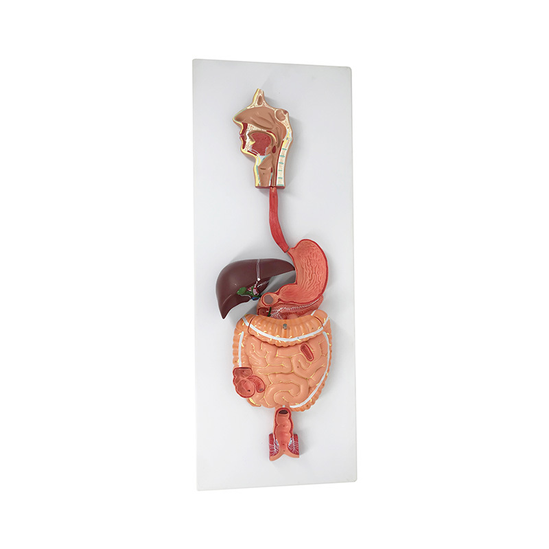 YA/D011 Human Digestive System