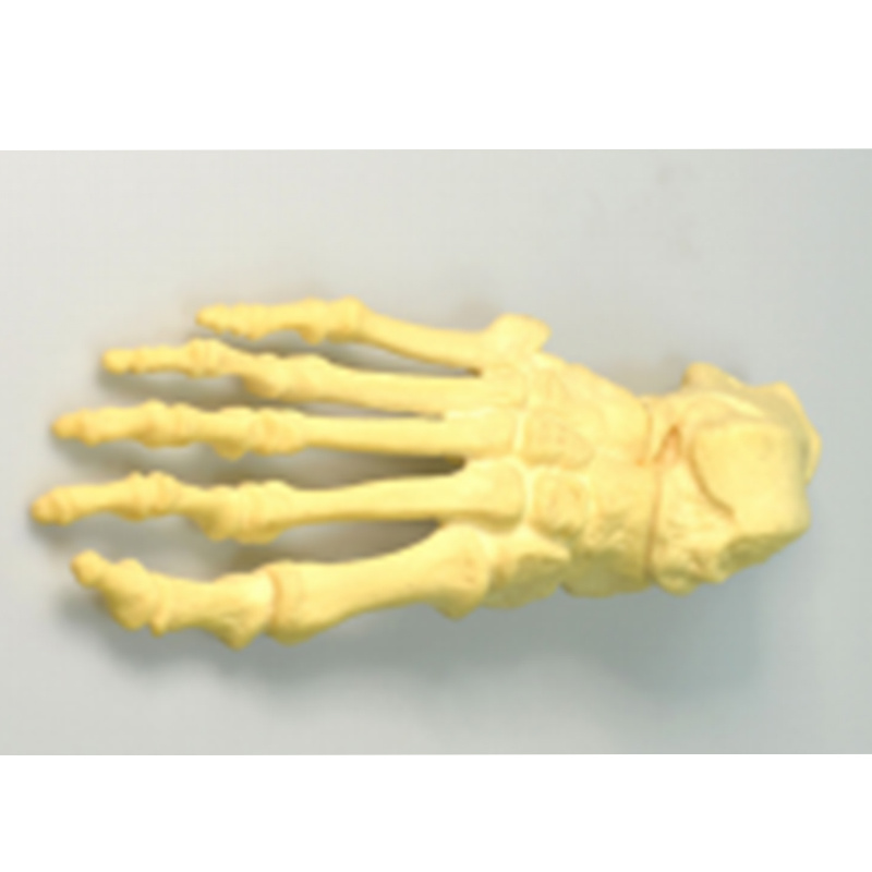 Flattened Foot Bone Practice Model