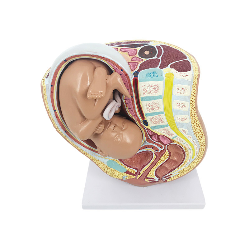 YA/HB051 Pregnancy Pelvis with Mature Fetus – 2 Parts