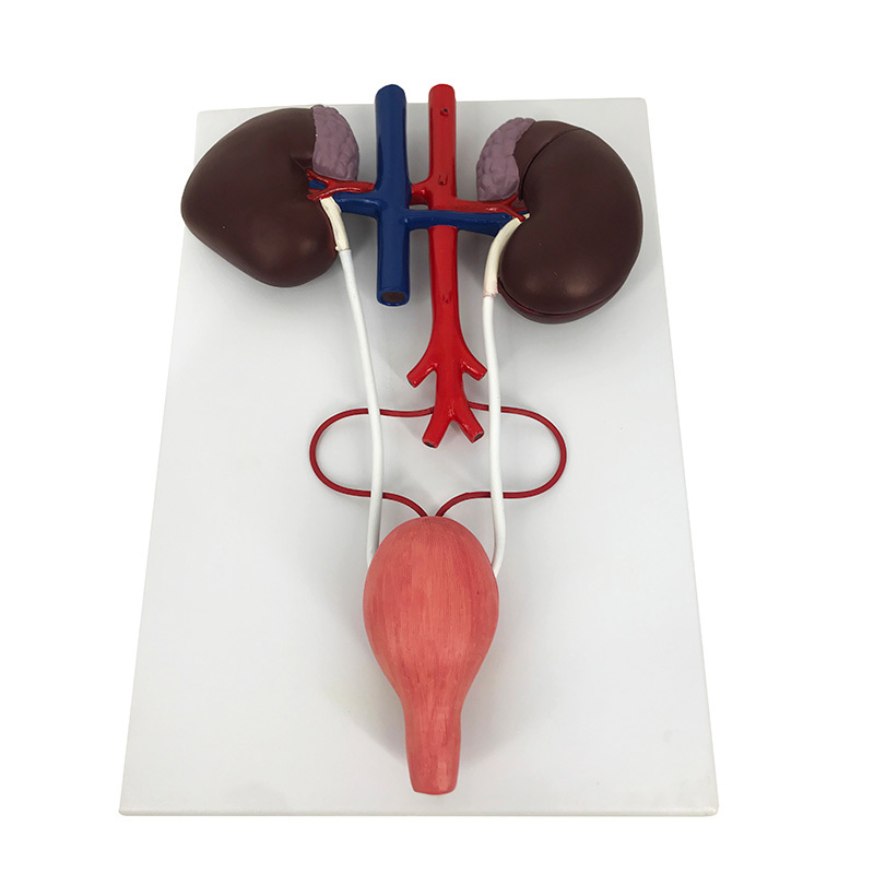 YA/B030-2 Urinary System Model of Horse