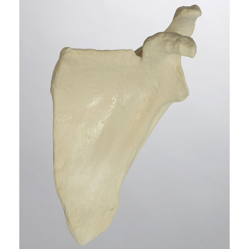 Scapula Practice Model