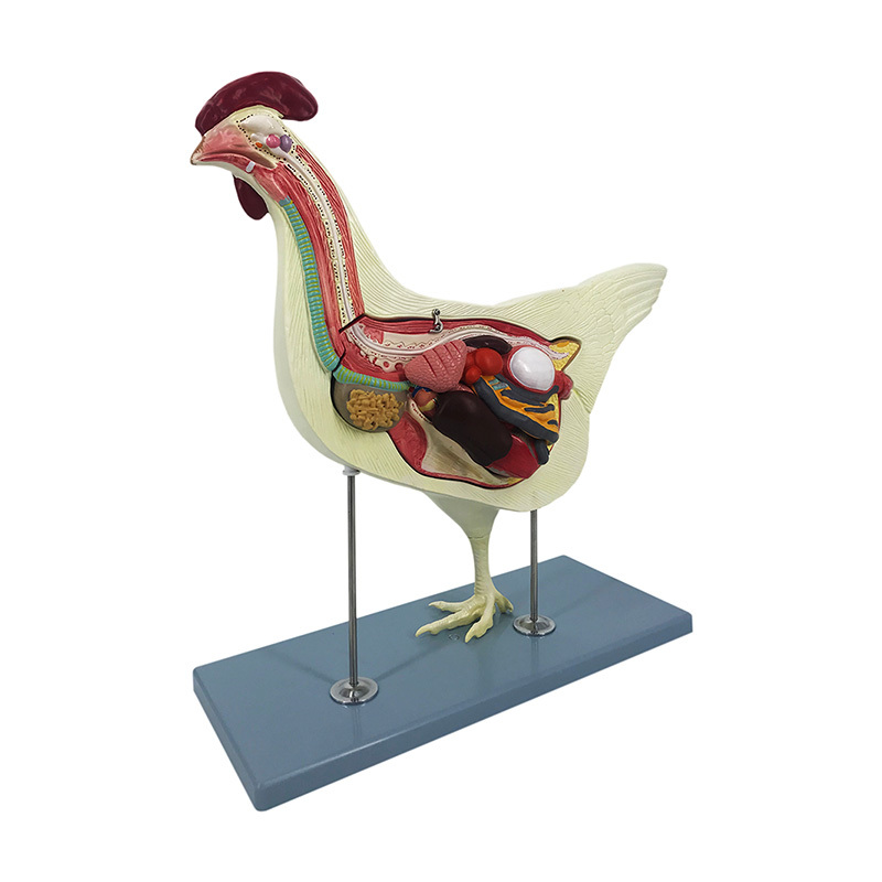 YA/B024 Chicken (Gallus gallus domesticus) Anatomy Model