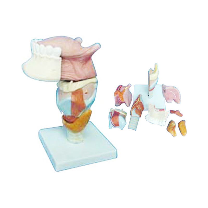 YA/R033 5-Part Larynx and Tongue Model