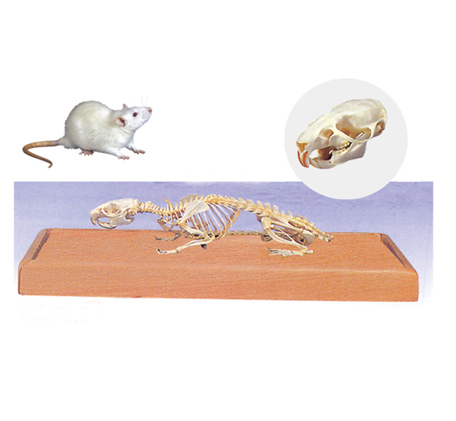 YA/BB108 Rat Skeleton Specimen