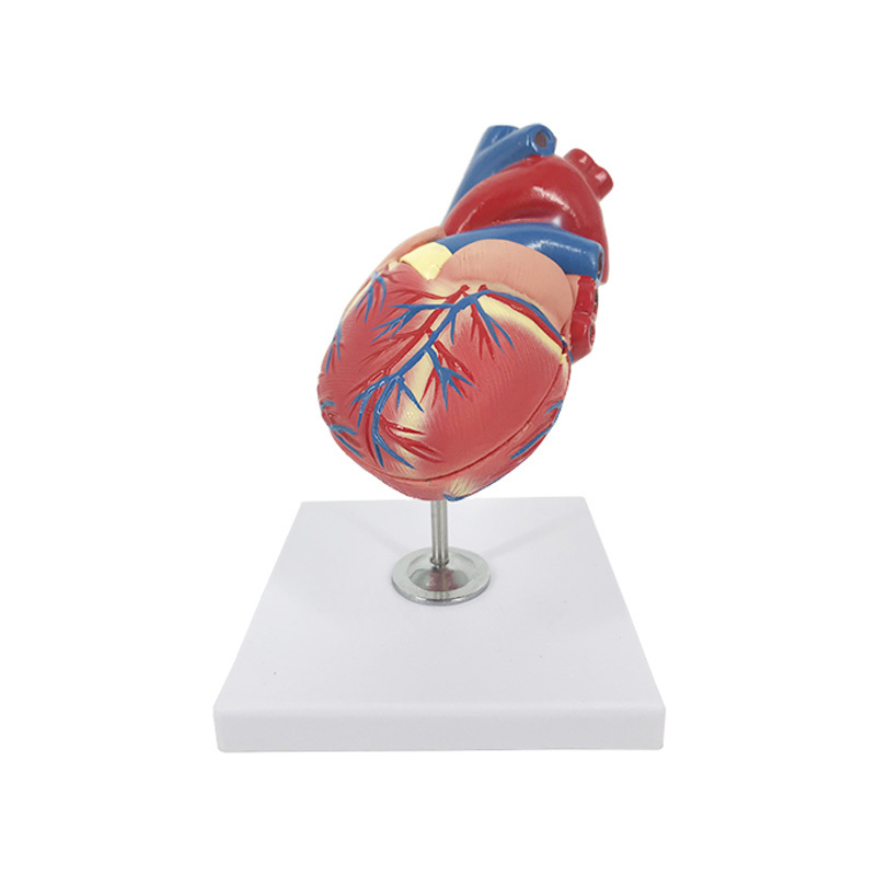 YA/C028 Child Heart Model