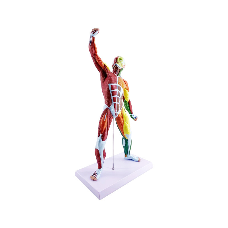 Miniature Human Muscular Figure Anatomy Model（Colored）