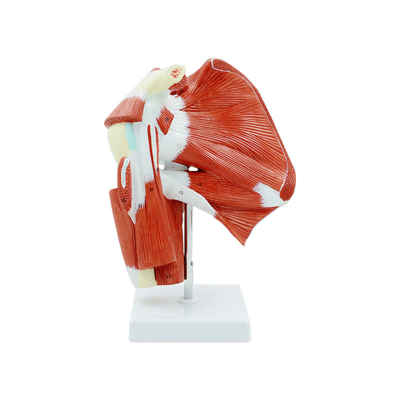YA/L115 Muscled Shoulder Joint