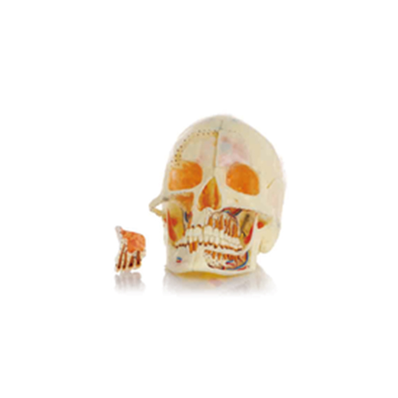 Skull Model