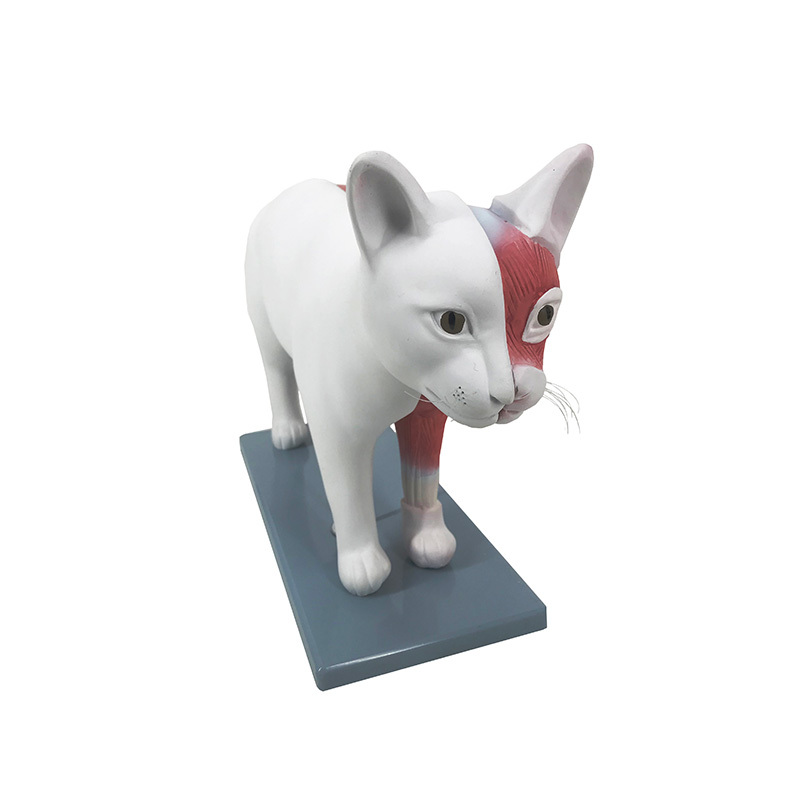 YA/B027 Feline Anatomy Model