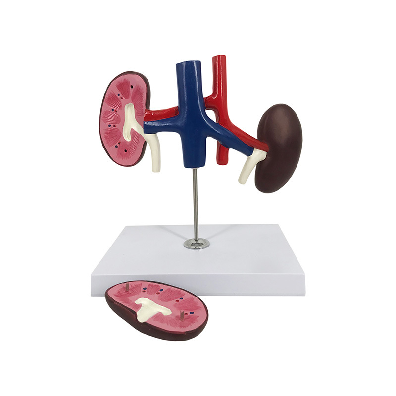 YA/B026-2 Dog Kidney Model
