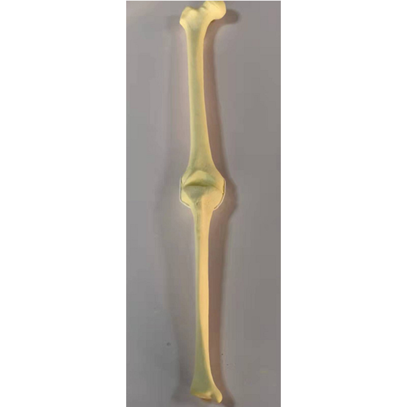 Knee Joint Practice Model with Collateral Ligament (Solid Core)