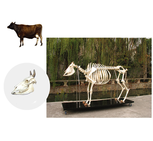 YA/BB106 Cow Skeleton Specimen
