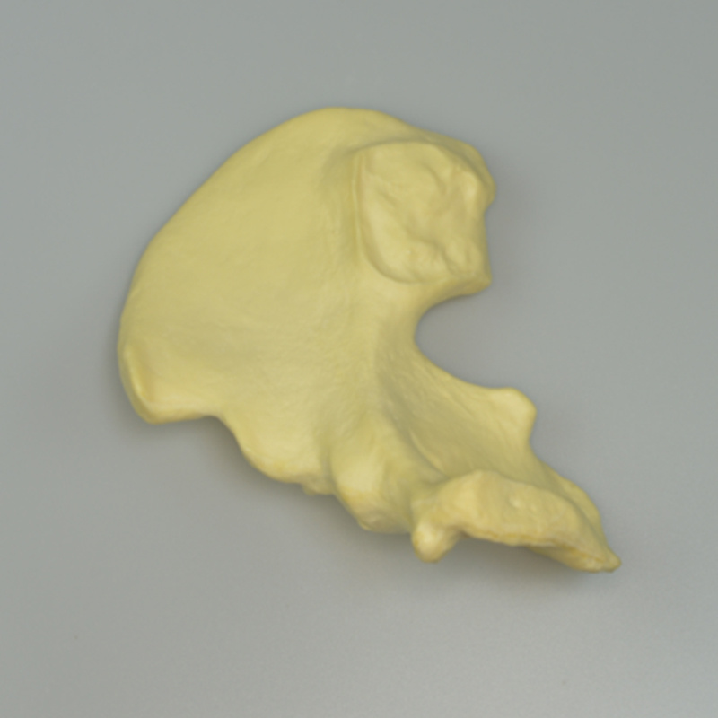 Half Pelvic Bone Practice Model