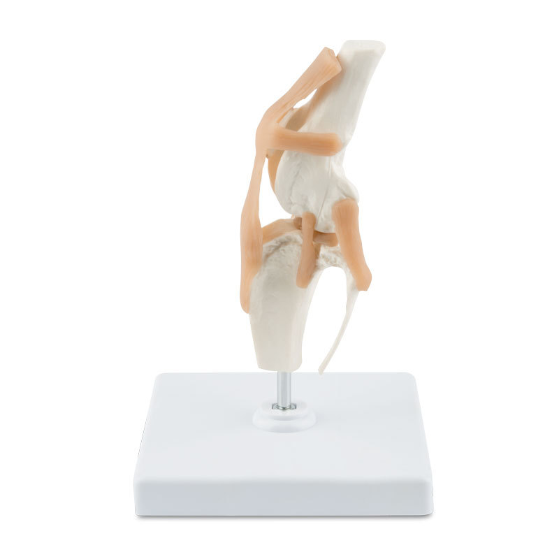 YA/B103-1 Canine Knee