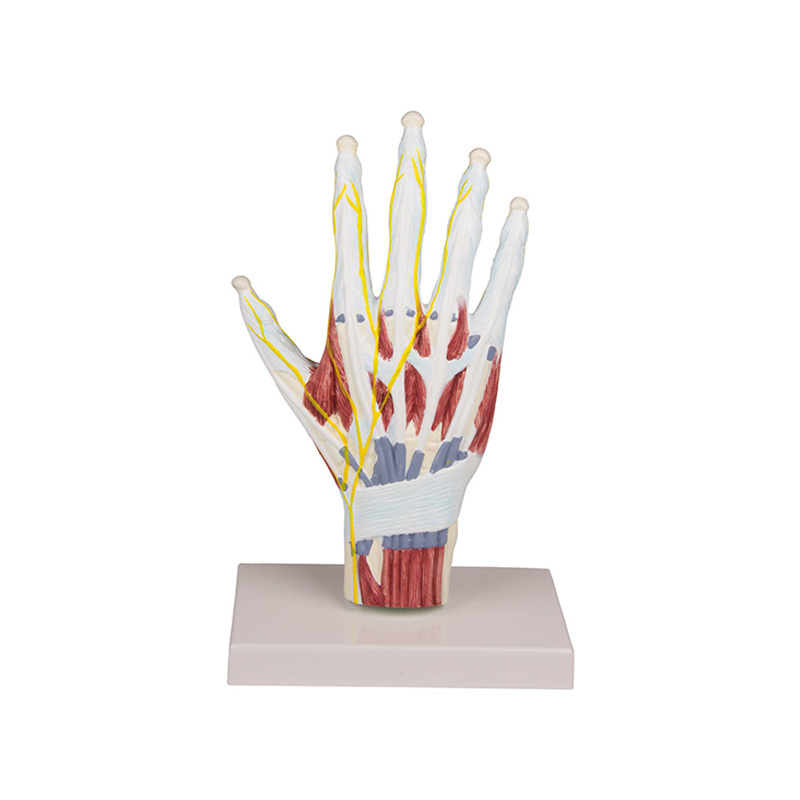 YA/H015B Hand anatomy structure model