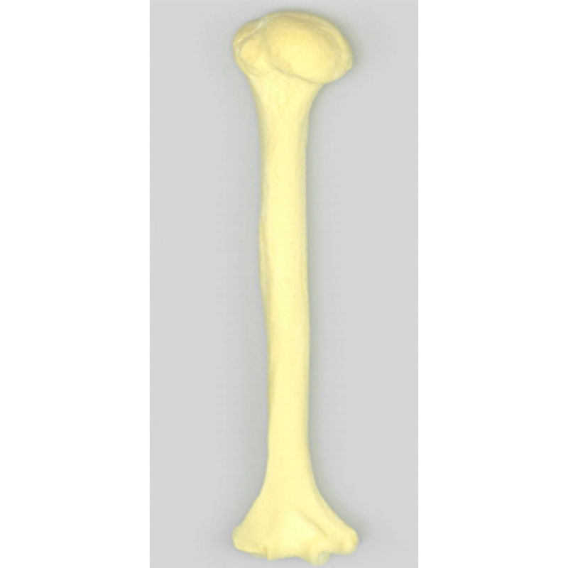 Humerus Practice Model