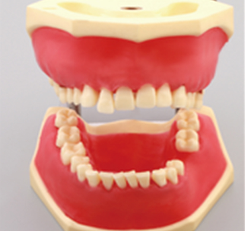 Periodontosis Practice Model