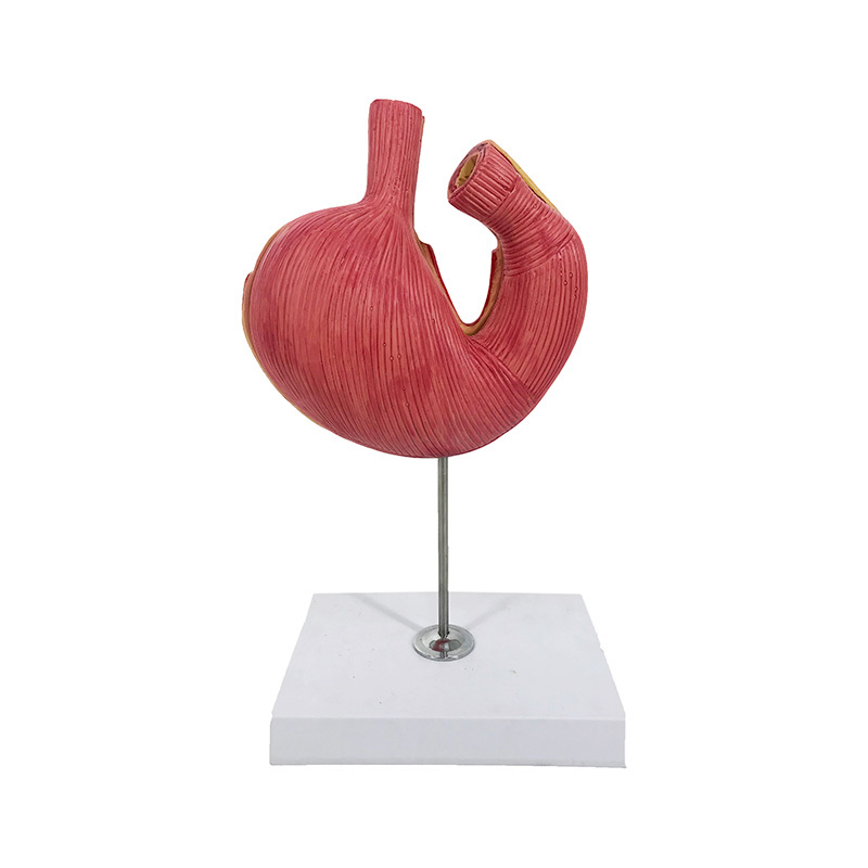 YA/B026-1 Canine Stomach Model