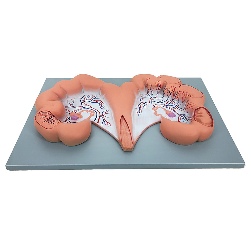 YA/B029-3 Pig Uterus Model
