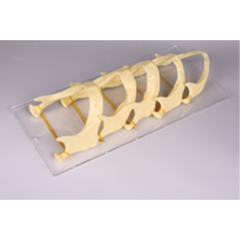 Mandible Growth Model