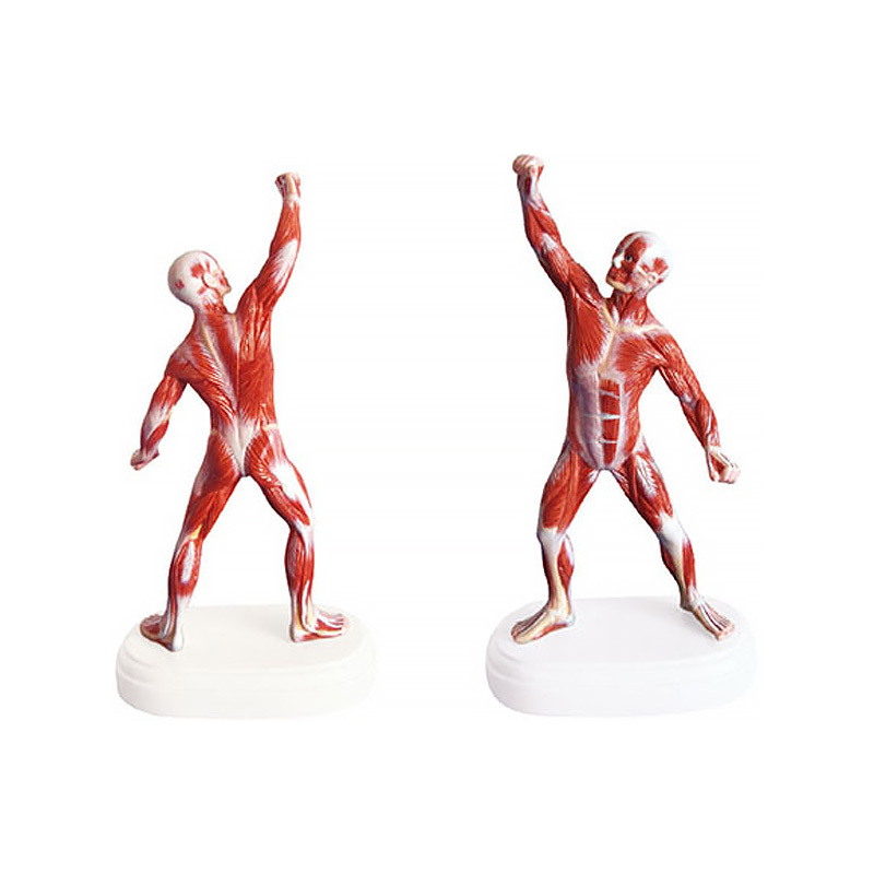 YA/L107 Mini Muscular Figure
