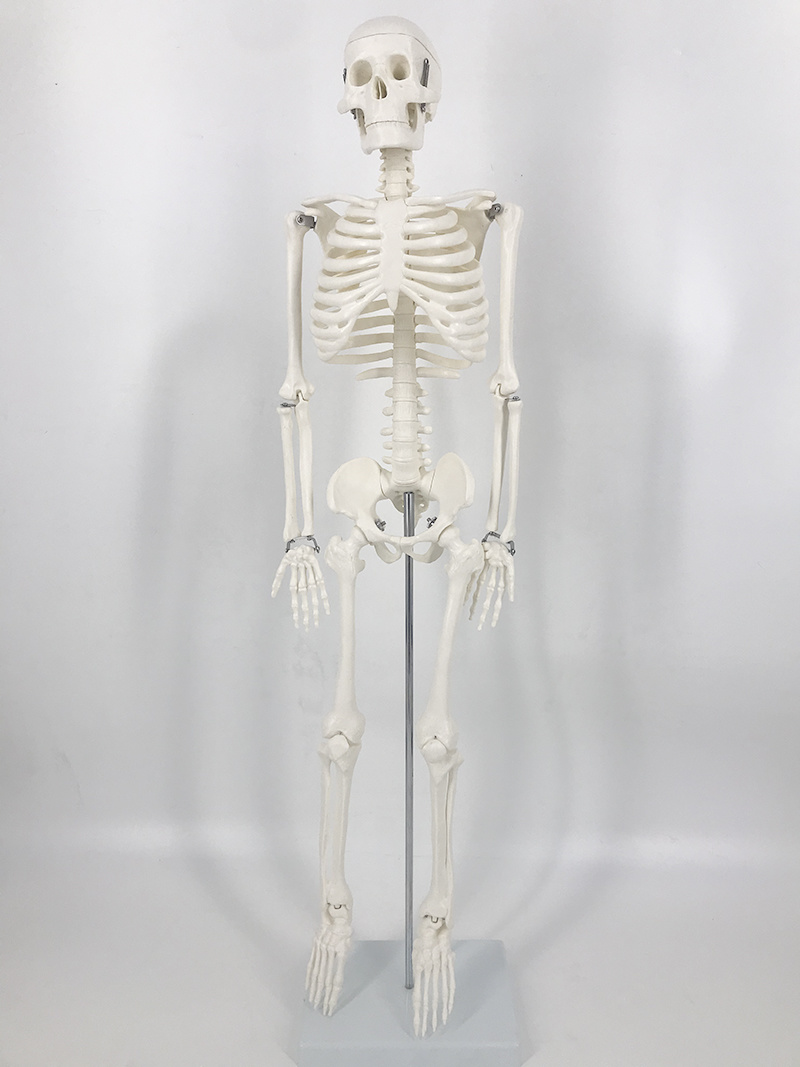 YA/L012 Human Skeleton Model 85cm