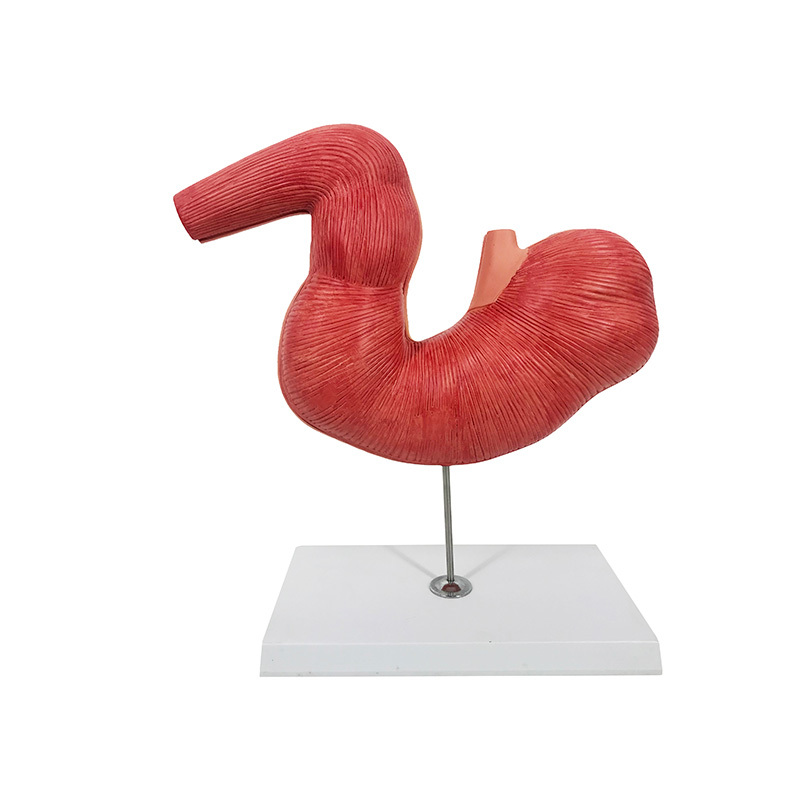 YA/B030-1 Horse Stomach Model