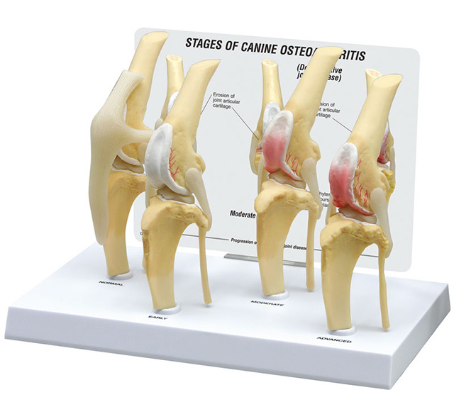 YA/B026H Dog's knee joint pathological model