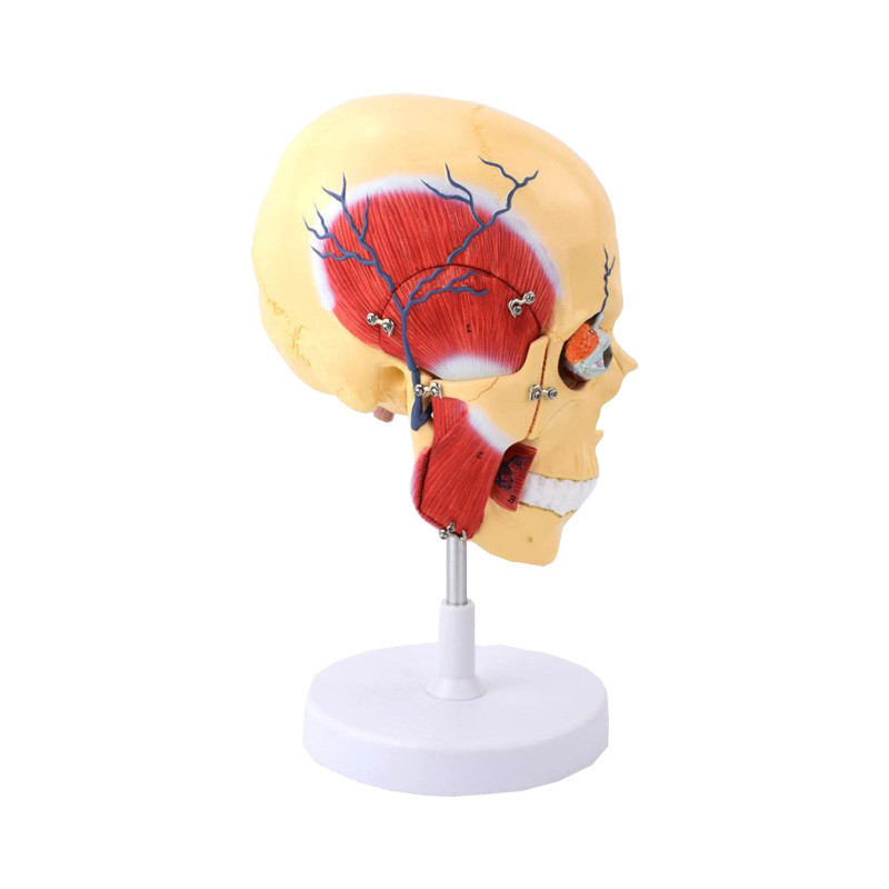 YA/L131 Masticatory Muscles Model