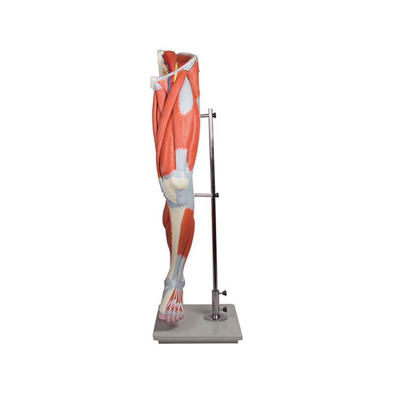 YA/L123 Muscles of the Human Leg – 13 Parts