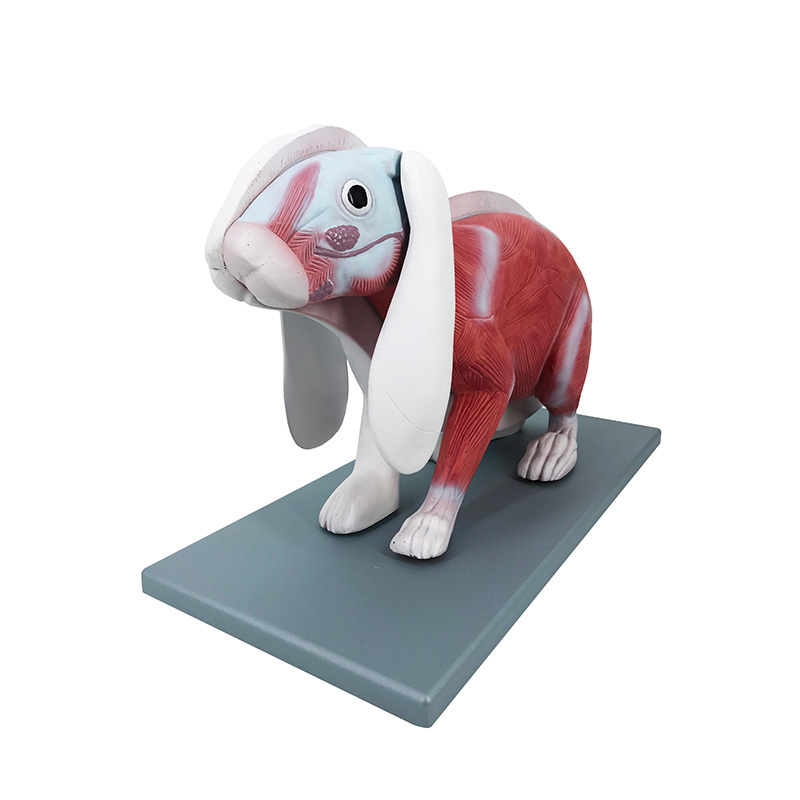 YA/B031 Rabbit Model