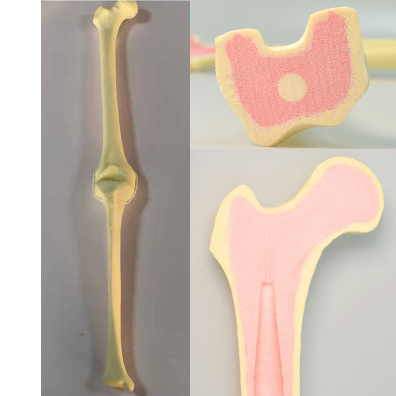 Knee Joint Practice Model with Collateral Ligament (Soft Cancellous Bone)