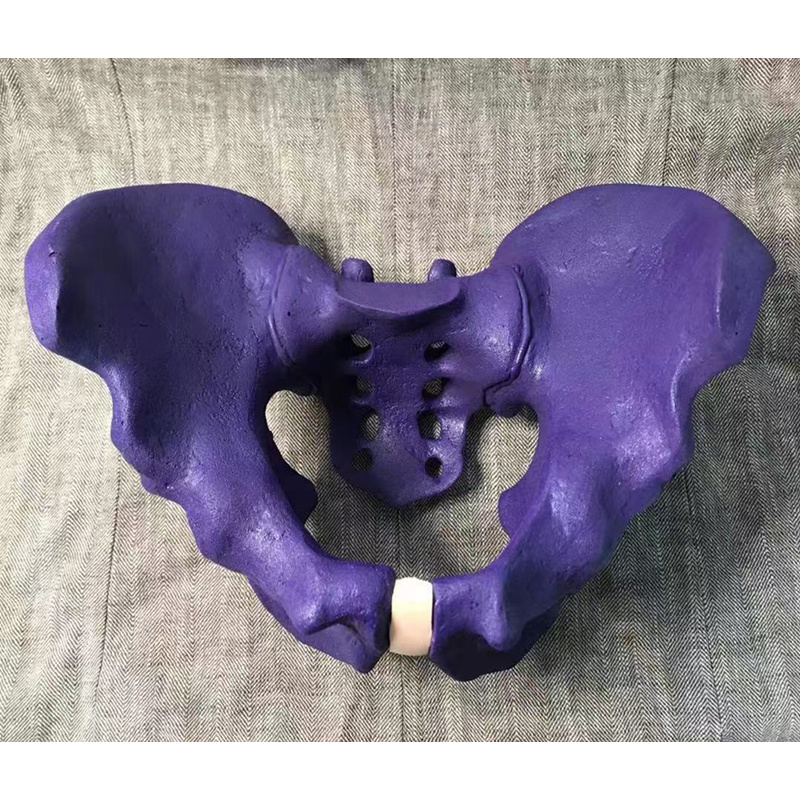 CT Imaging of Pelvis Bone Model