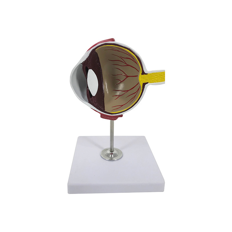 YA/B026B Cross Sectional Canine Eye Model