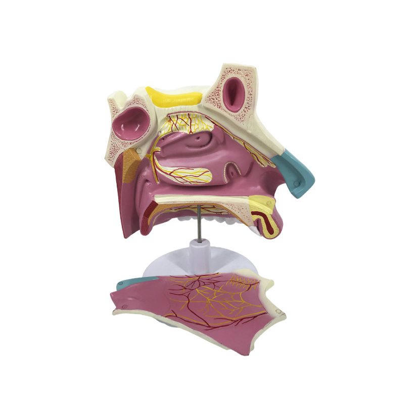 YA/R021B Nasal Cavity – 2 Parts