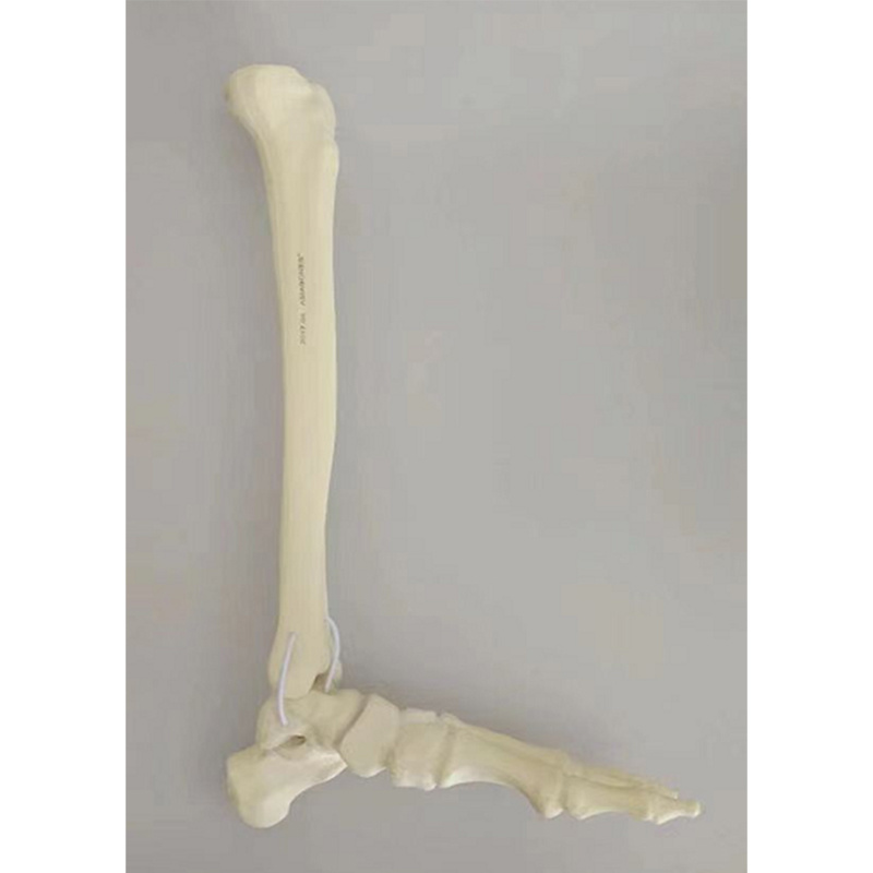 Tibia, Fibula and Foot Bone Practice Model