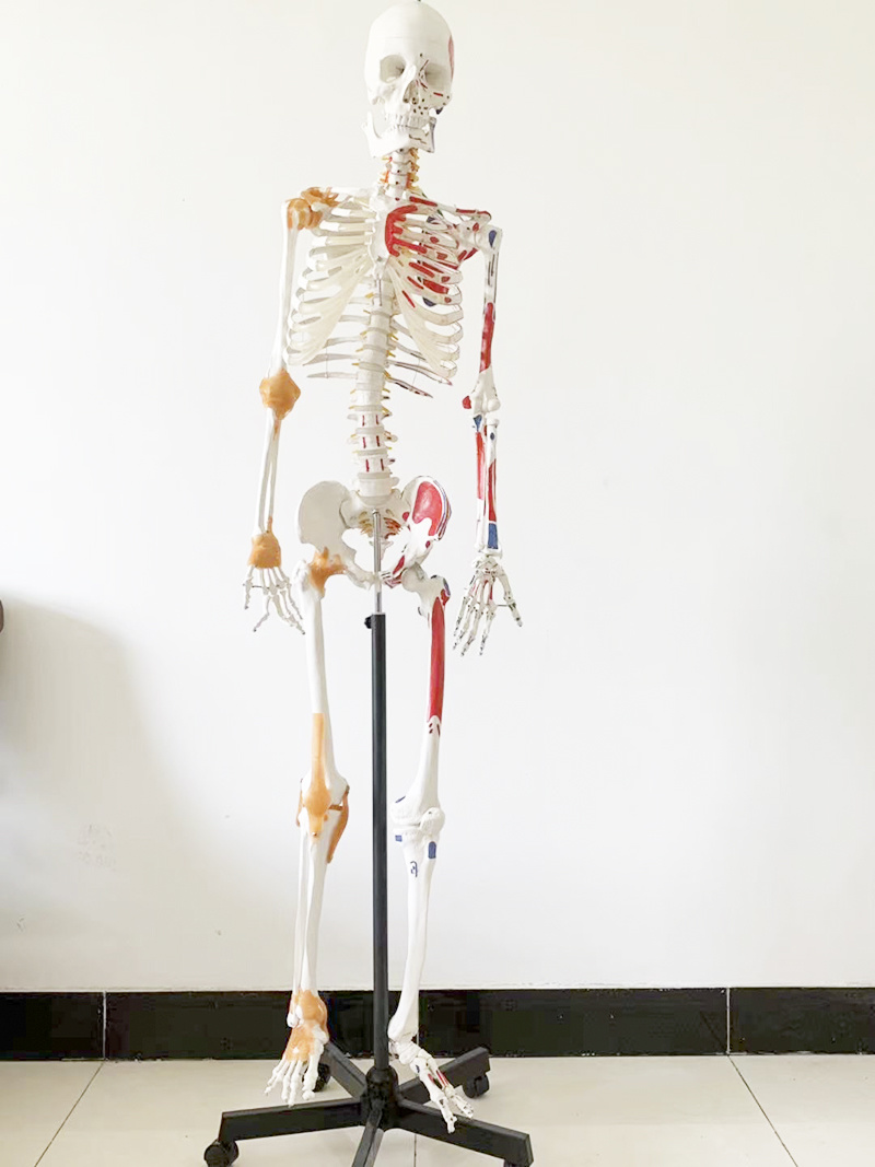 YA/L011B Painted Human Skeleton  Model with Ligaments 176CM