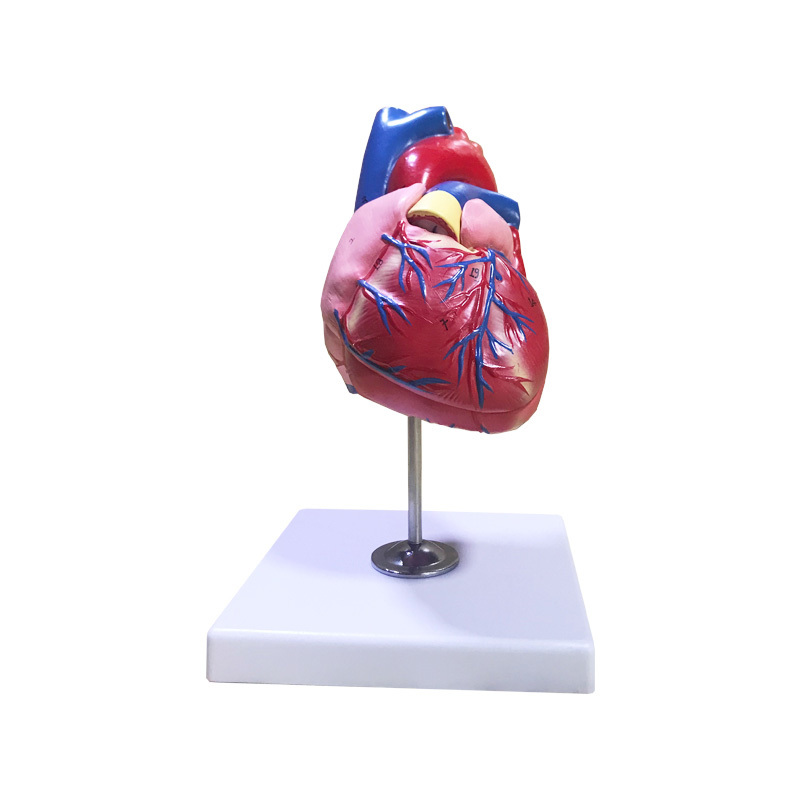 YA/C023 Human Heart – 2 Parts