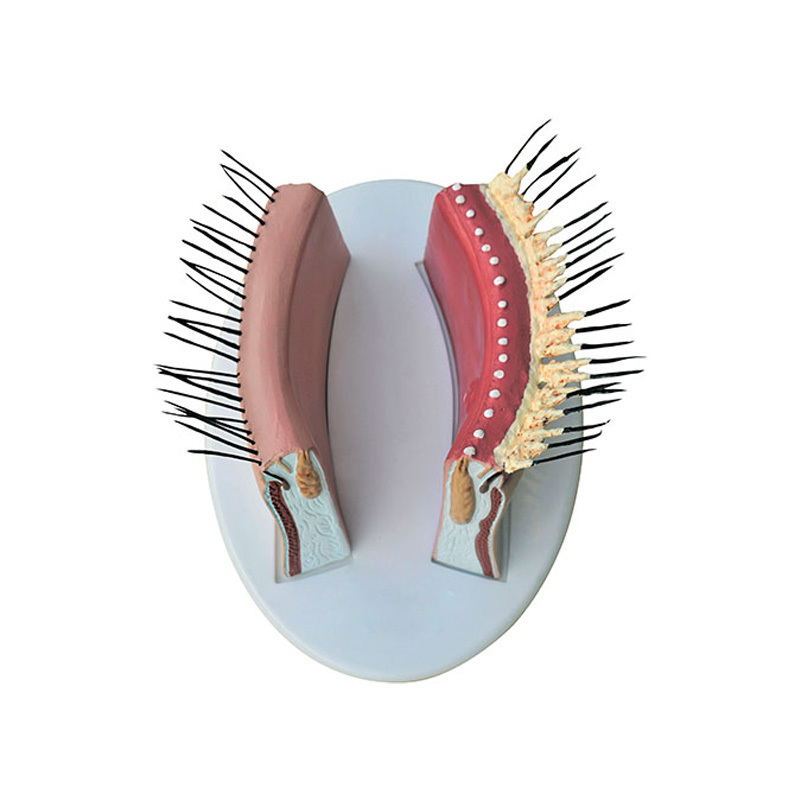 YA/S038 Blepharitis Model