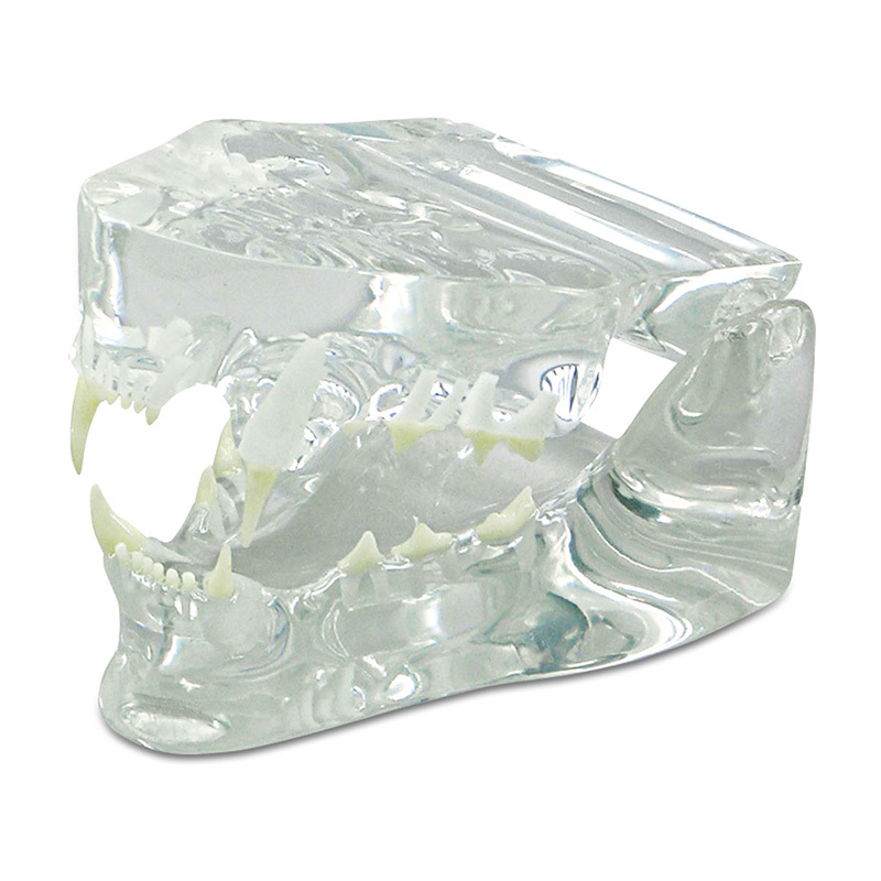 YA/B027T-1 Clear Feline Jaw Model